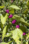 American beautyberry